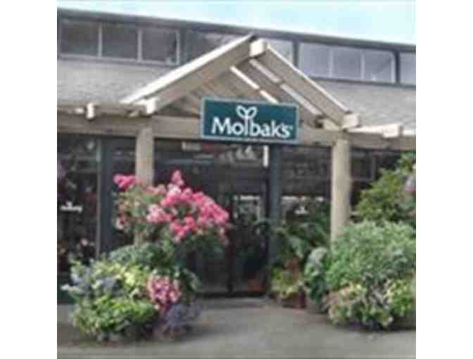 Molbaks Garden + Home- $50 Gift Certificate