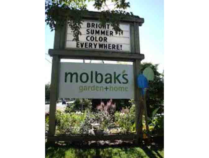 Molbaks Garden + Home- $50 Gift Certificate