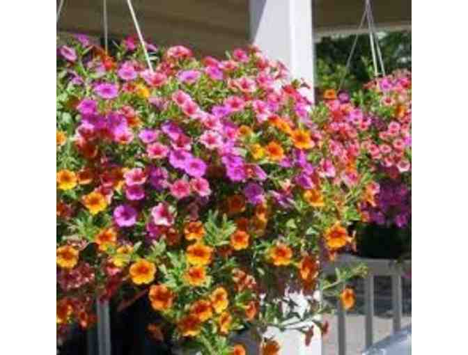 Beautiful Hanging Basket for your Home - Photo 1