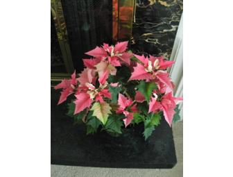 Poinsettias