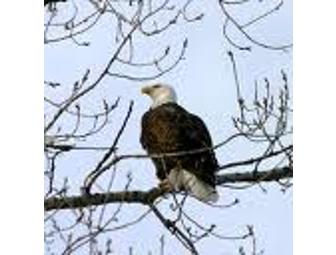 Eagle Watching on the Skagit River