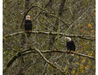 Eagle Watching on the Skagit River