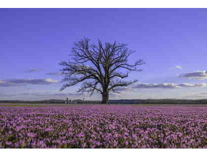 16 x 20 Canvas Print