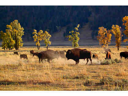 Barnwood Framed Fall Bison Print