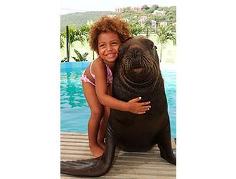 2 Sea Lion and 2 Sea Turtle Encounter Swims at Coral World