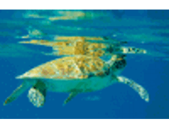 Turtle Discovery & Snorkel Trip for 6 People