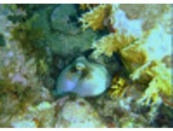 Turtle Discovery & Snorkel Trip for 6 People