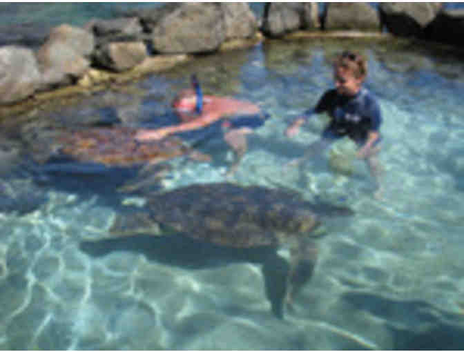 2 Sea Turtle Encounter Swims at Coral World