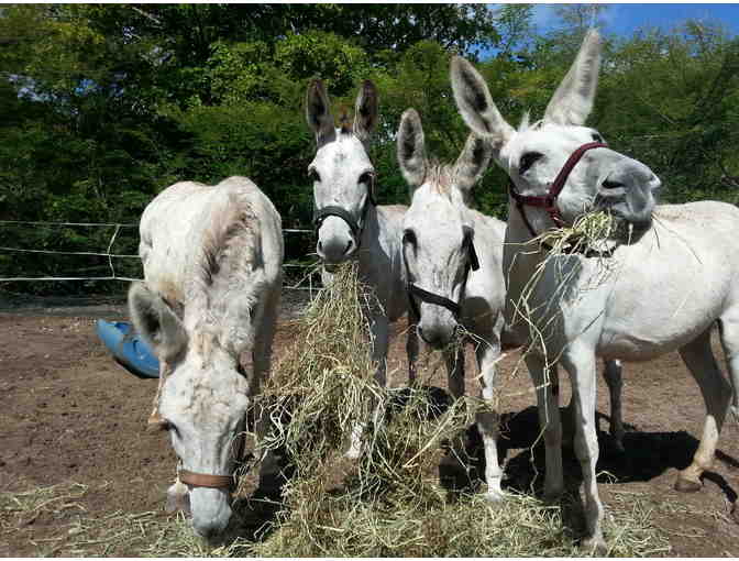 Horseback Riding for Two - One hour ride