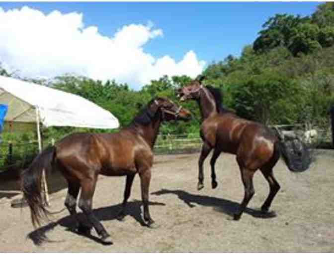 Horseback Riding for Two - One hour ride