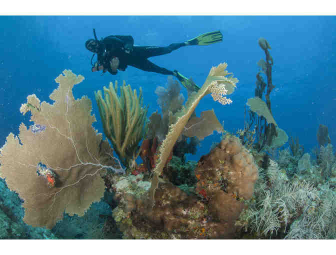 PADI Open Water Scuba Certification Course for 2