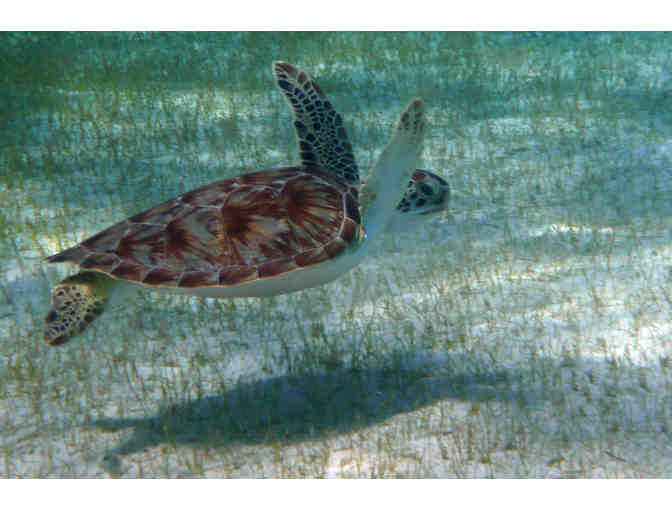Sea Turtle Sail to Buck Island with National Park Expert Thomas Kelley for 2 people