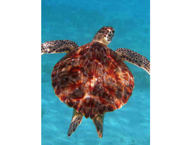 Sea Turtle Sail to Buck Island with National Park Expert Thomas Kelley for 2 people