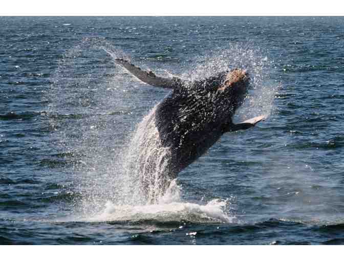 Newport Landing Sport Fishing - 2 Standard Whale Watching Trips