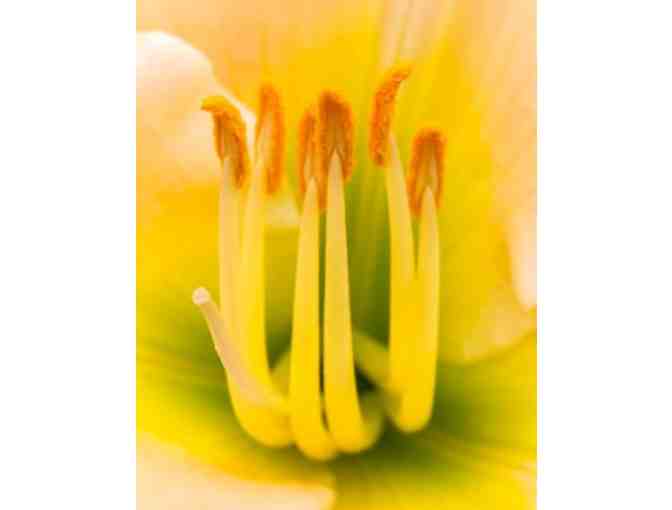 'Lily' Photo Print by South River Photography