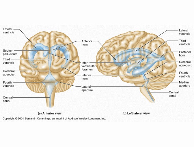 Regulate your Cerebro-spinal fluid. THE HEALING & WELLNESS CENTER, Kent Island. $35 Open!
