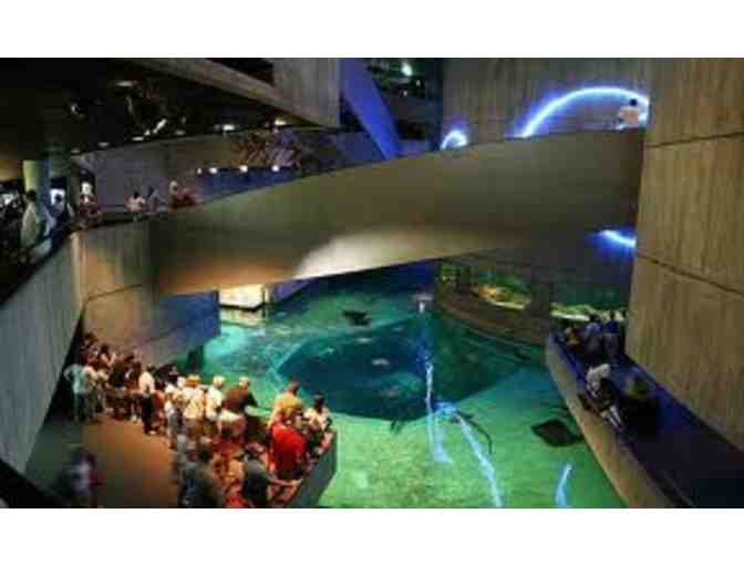 New Discoveries Await at the National Aquarium