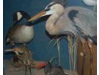 Annual Family/Dual membership to the Bruce Museum