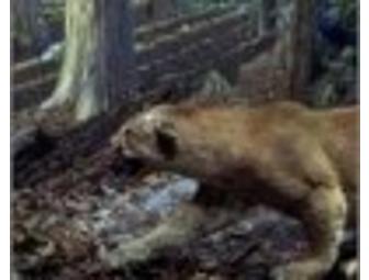 Annual Family/Dual membership to the Bruce Museum