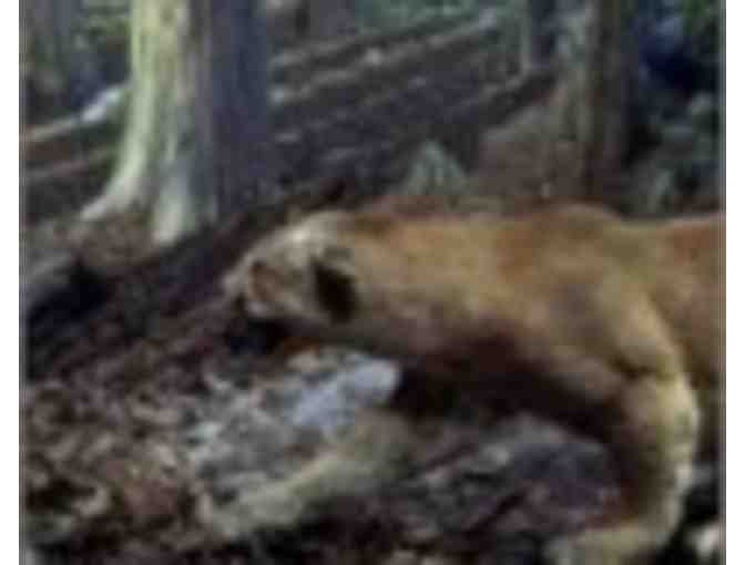 Annual Family/Dual membership to the Bruce Museum