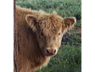 $25 Gift Certificate for Fountain Prairie Inn & Farms Grass-Fed Highland Beef