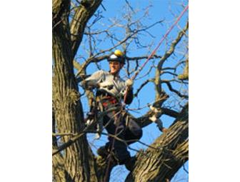 Consultation with a Certified Arborist and/Or Tree Work in the Madison Area