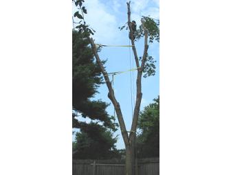 Consultation with a Certified Arborist and/Or Tree Work in the Madison Area