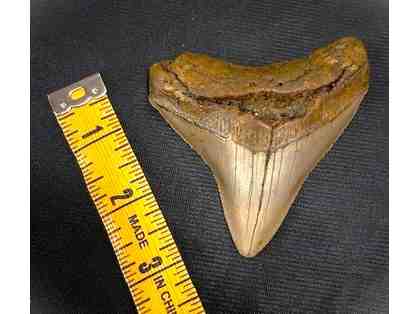 1 SHARK TOOTH: Megalodon (Museum Quality, Rare - 3.5", Chubutensis)