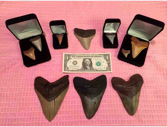 1 GIANT TOOTH (Shark, Megalodon) (Museum Quality 2", Chubutensis) - Photo 4