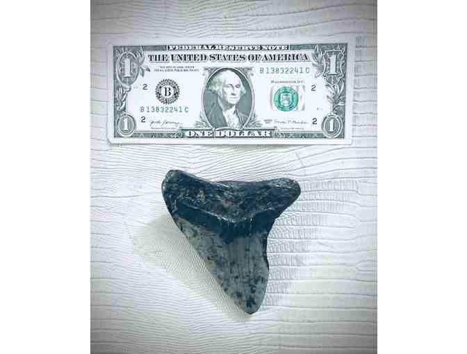 1 SHARK Giant (4" Megalodon Tooth) - Million Years Old - Photo 2