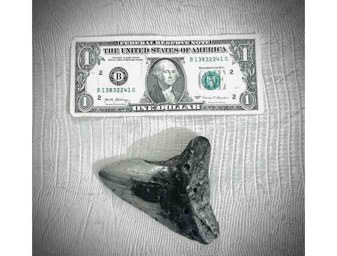 1 SHARK Giant (4" Megalodon Tooth) - Million Years Old - Photo 4