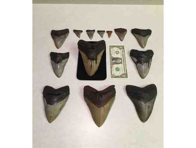 1 SHARK Giant (4" Megalodon Tooth) - Million Years Old - Photo 5