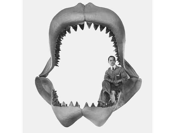 1 GIANT TOOTH (Shark, Megalodon) (Museum Quality 2", Chubutensis) - Photo 1