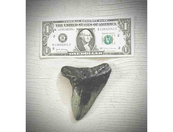 1 SHARK Giant (4" Megalodon Tooth) - Million Years Old - Photo 1
