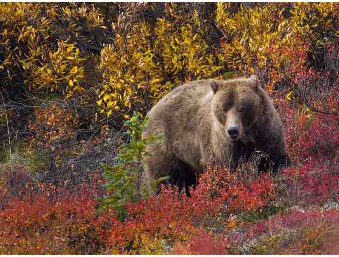 Custom Framed Alaskan Bear Photo - Photo 1
