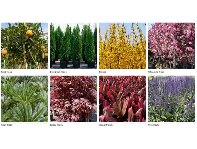 $100 Fast Growing Trees Gift Card + 35% Off