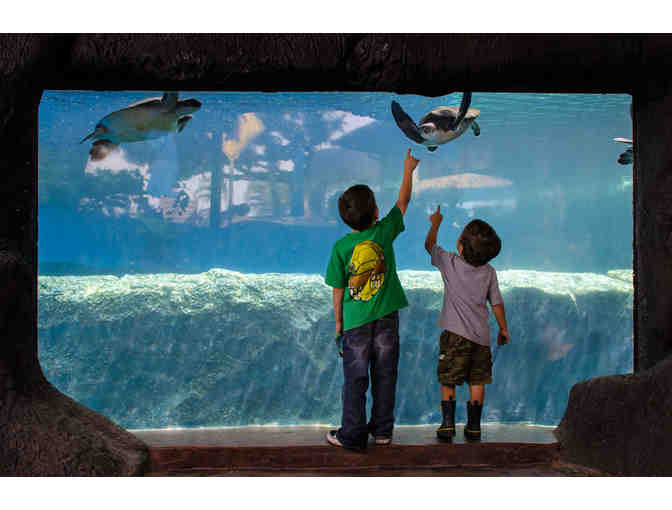 Family Membership to Maui Ocean Center (Maui)