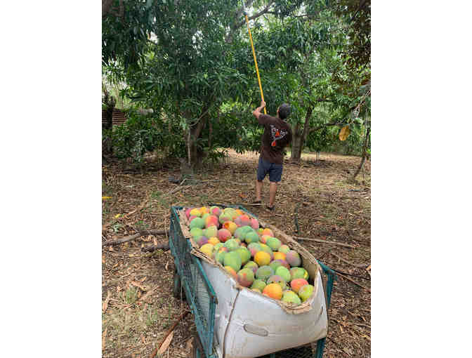 25 Pounds of Makaha Mangoes & Tour of Makaha Farm (Oahu)