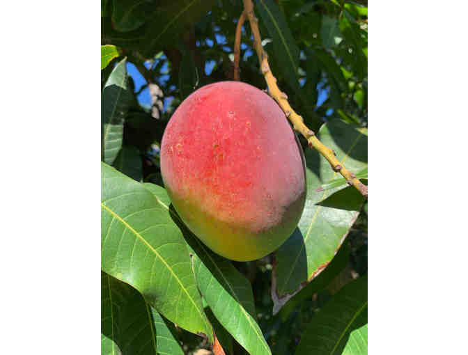 25 Pounds of Makaha Mangoes & Tour of Makaha Farm (Oahu)