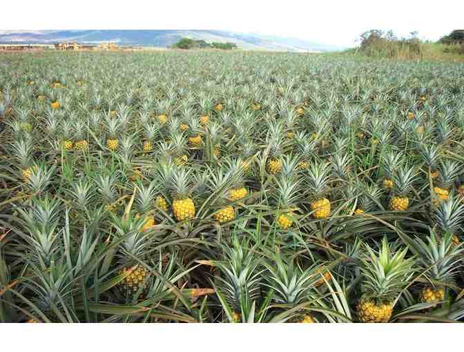 Dole Pineapple Farm Tour for Four (OAHU) - Photo 1