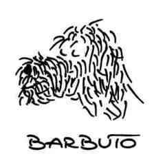 Barbuto