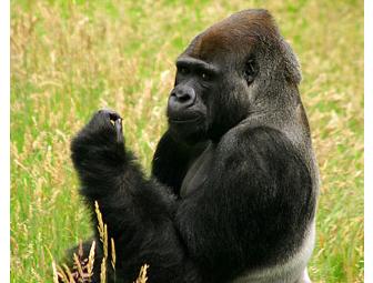 Admission Passes to Zoo