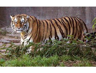 Admission Passes to Zoo