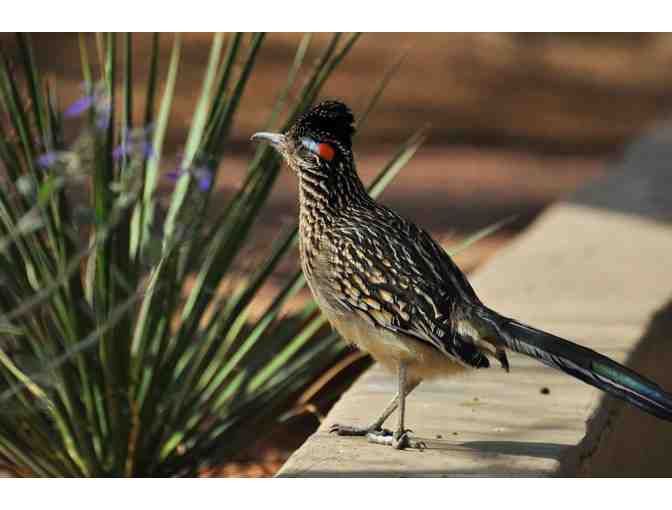 Desert Botanical Garden - Senita Club Membership
