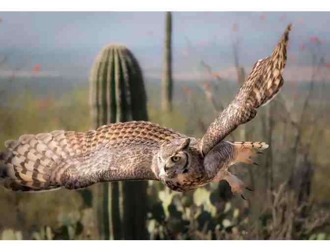 Arizona-Sonora Desert Museum - Two Passes