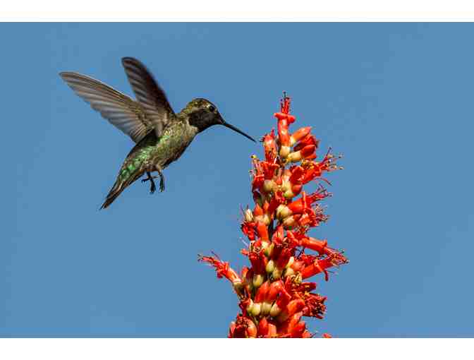 Three Seed-Grown 5 Gallon Ocotillo Plants