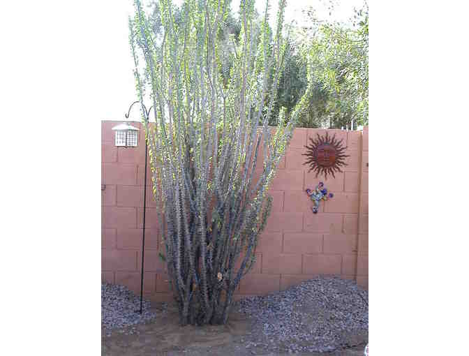 Three Seed-Grown 5 Gallon Ocotillo Plants