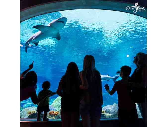 Family Daycation - i.d.e.a. Museum, OdySea Aquarium and Wildflower Bread Company