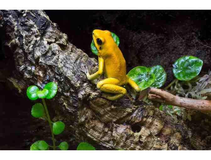 Reid Park Zoo - Four General Admission Tickets