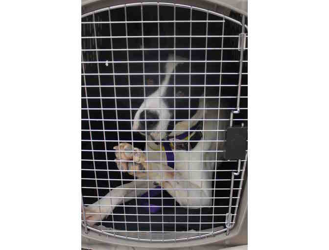 Your Company as the Sponsor of One of Our Transfer Missions